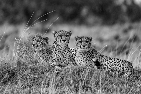 A day of cheetah16