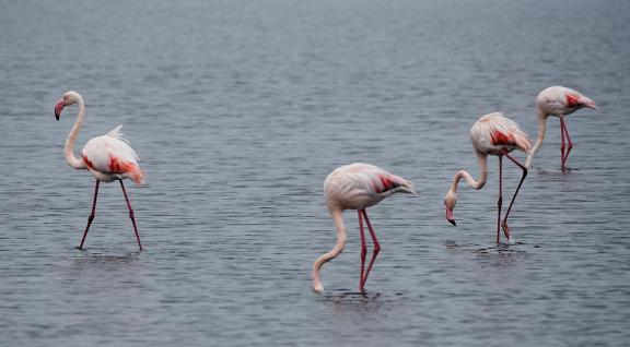 Namibia flamingos 1 plus 3