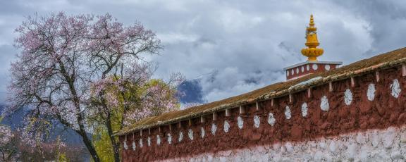 Qingduo Temple Peach Blossom