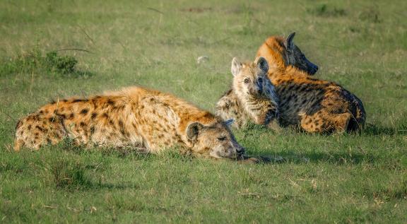 A family of hyenas