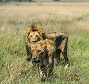 A pair of African lions