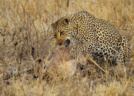 Leopard Strikes Impala