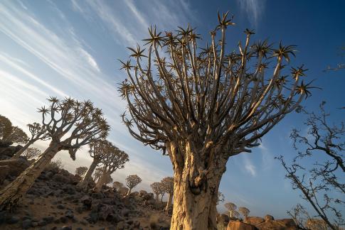 Quivertree Forest 01