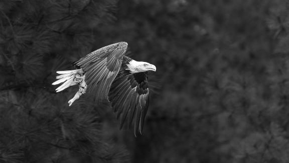 Eagle w Fish Pine Background