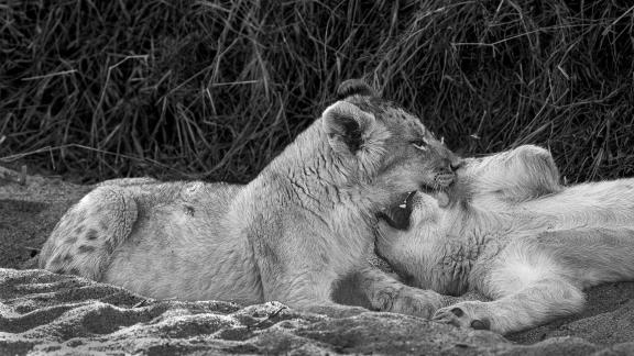 Lion Cubs at Play 2023 01