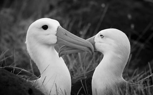 Waved Albatross Pair