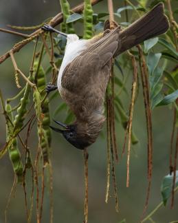 Bulbul Feeding Inverted