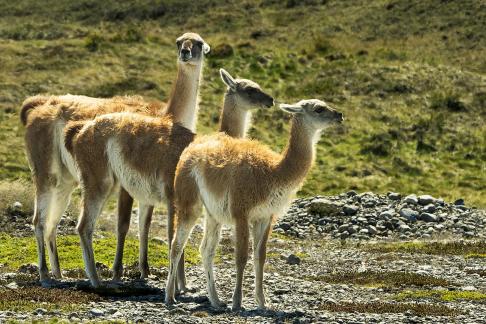 Tres Guanacos in a Row