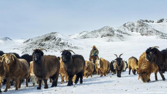 Mongolian Goats and Sheep Herded