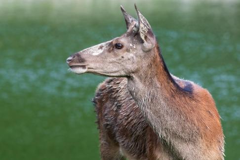 DEER ITALY