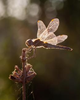 DRAGONFLY IN THE SUN