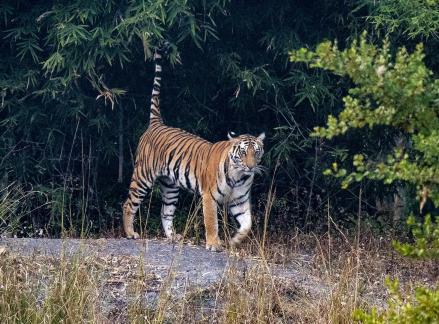 Tiger Prowling