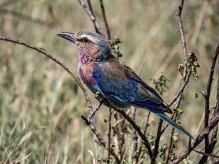 Lilac Roller