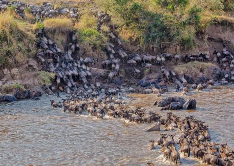 Serengeti River Crossing 14