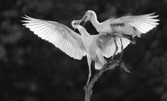 Spoonbill feeding 11