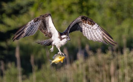 Osprey with sunfish 47