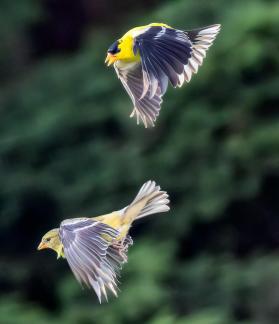 American Goldfinch couple 55