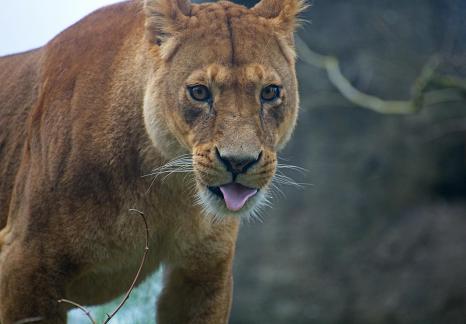 Lioness licking tongue