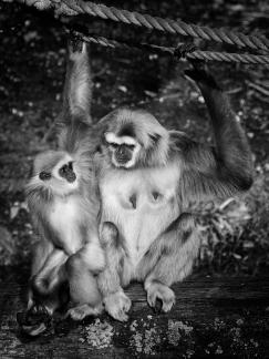 Gibbon mom and baby