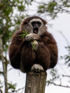 Gibbon eating grass