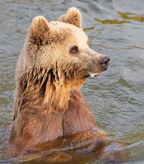 Waiting for the cubs