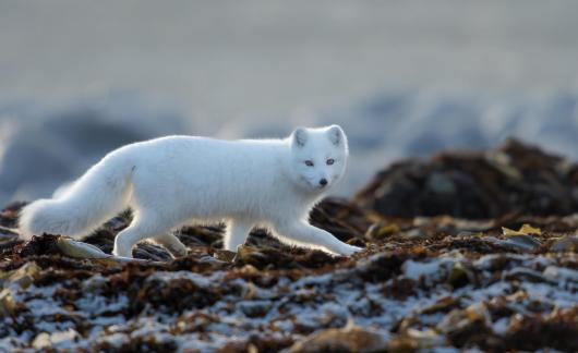 Arctic Fox On The Watch 110