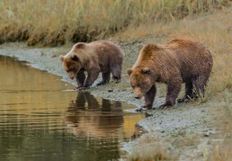 Mother and Cub Looking For Food