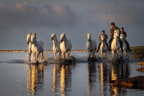 Charging Camargue horses 24