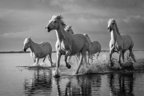 Camargue horses in gallop 22