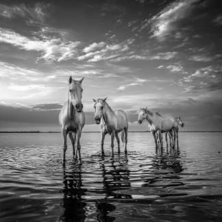 Wild horses in the water 6