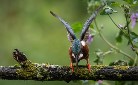 Kingfisher on branch 4