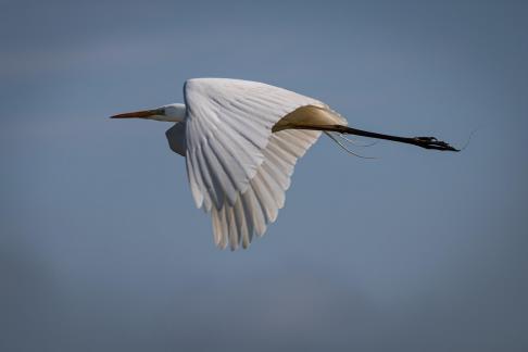 White heron in flight 1