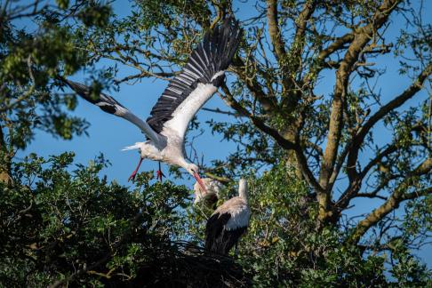 Stork leaving nest 1