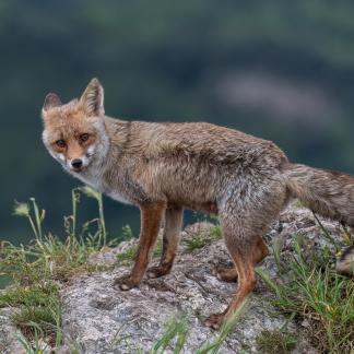 Fox at Lauzet 16