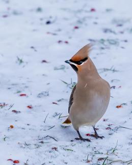 Waxwing 8a