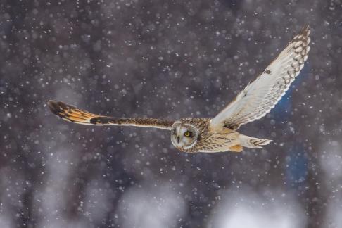 Short Eared Owl in Hunting 12