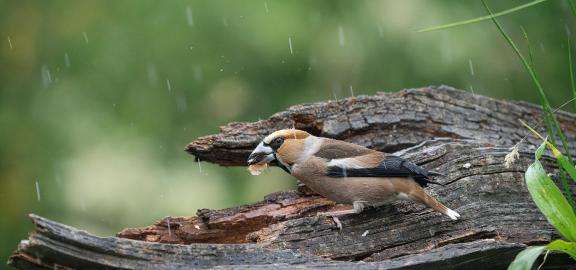 Casse noix sous la pluie