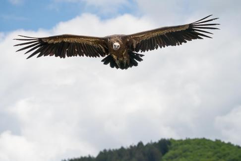 La vautour atterrit