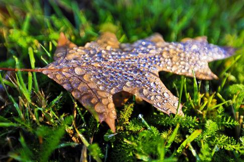 Water droplets on leaves