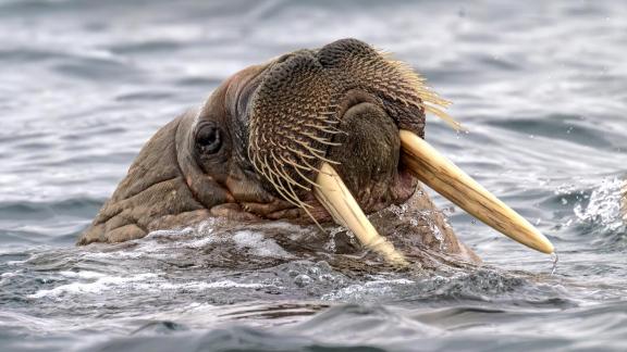 Arctic walrus 2