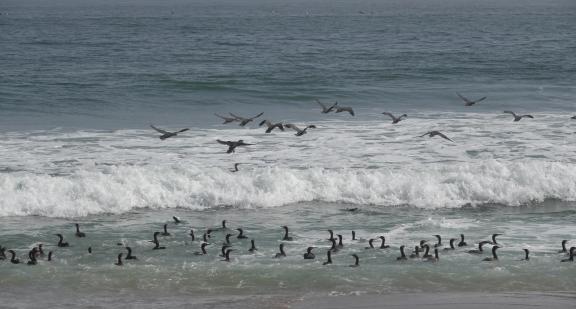 Cormorant colony_2