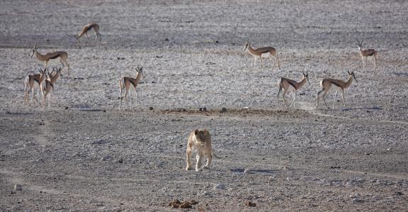 Lion and springboks_3