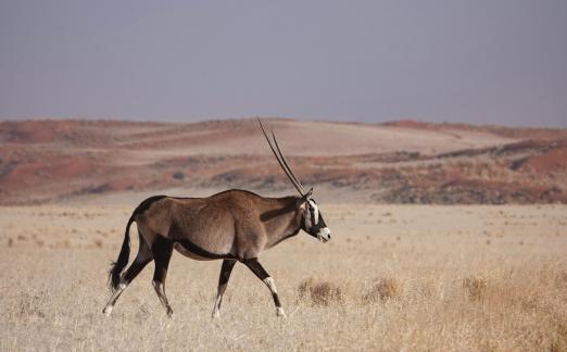 Oryx gazella_3