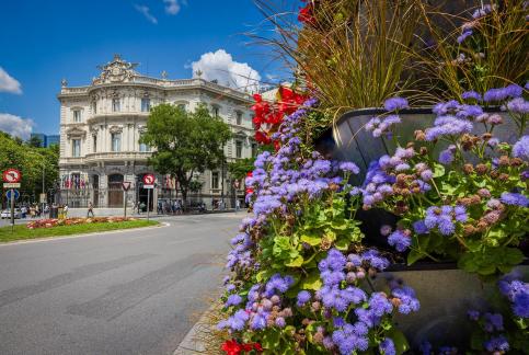 Flowers in bloom