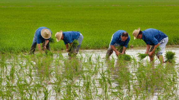 Plantando arroz