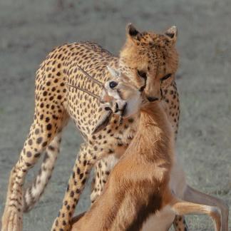 Leopard holding antelope 13