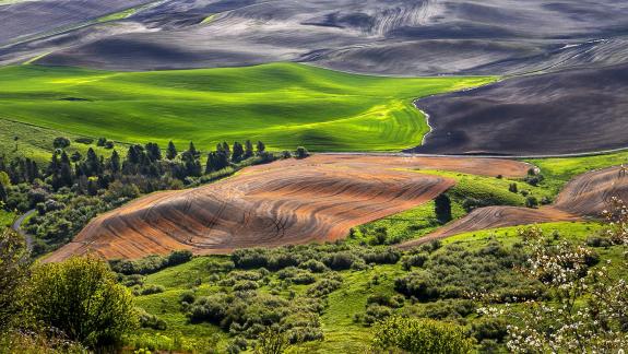 Palouse 4536