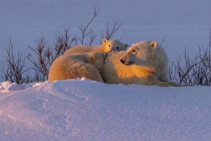 Mom and Cubs