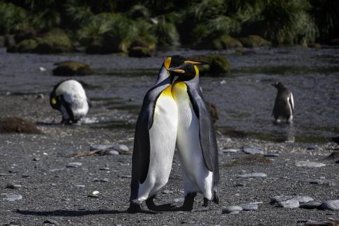 King Penguins in Love 3