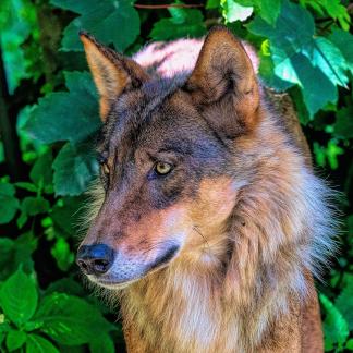 Wolf portrait